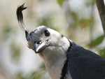 White-throated Magpie-Jay    Calocitta formosa